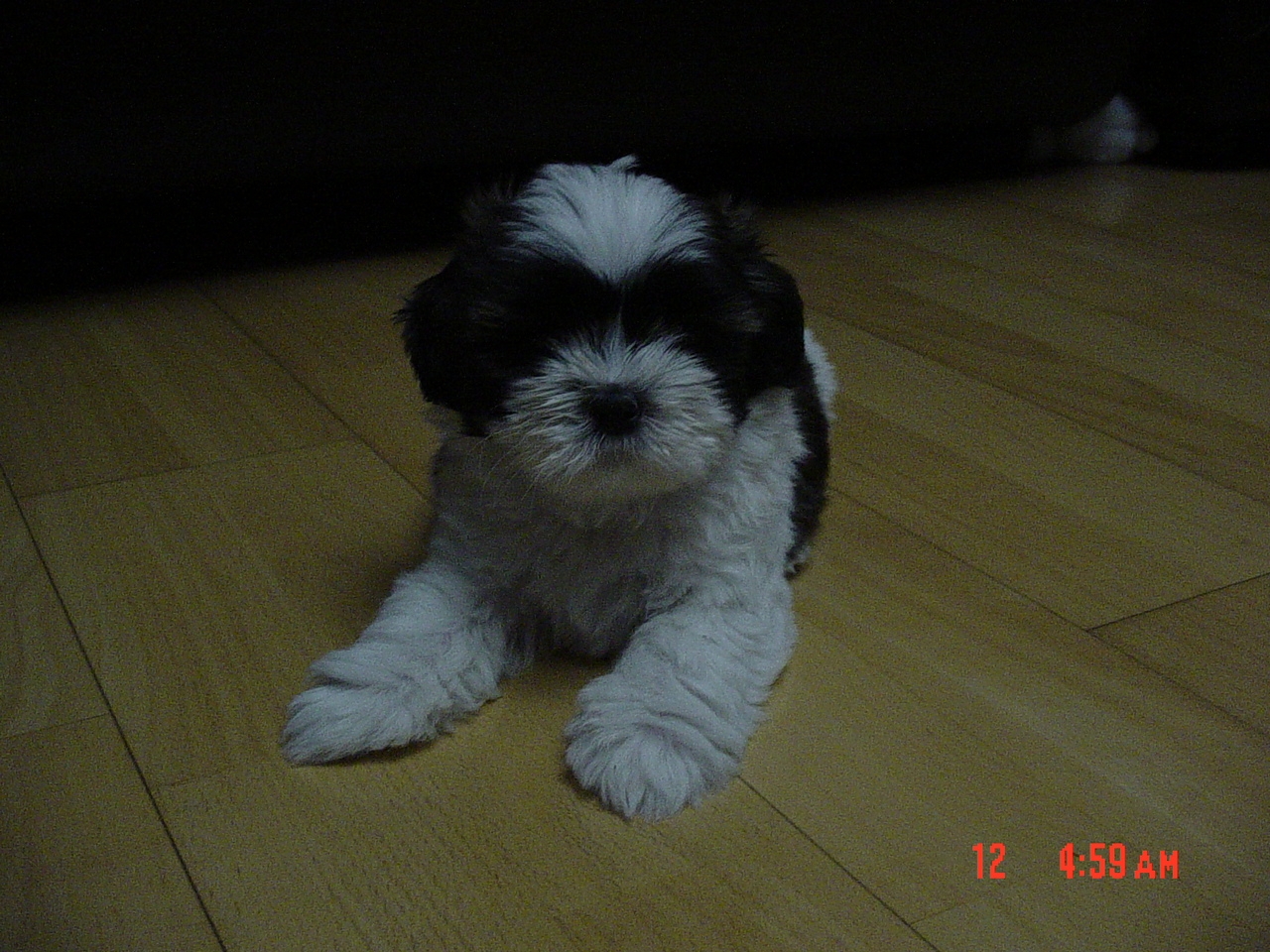 My Puppy - Pixy 1.jpg