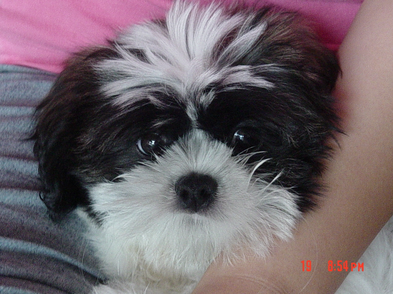 My Puppy - Pixy 2.jpg