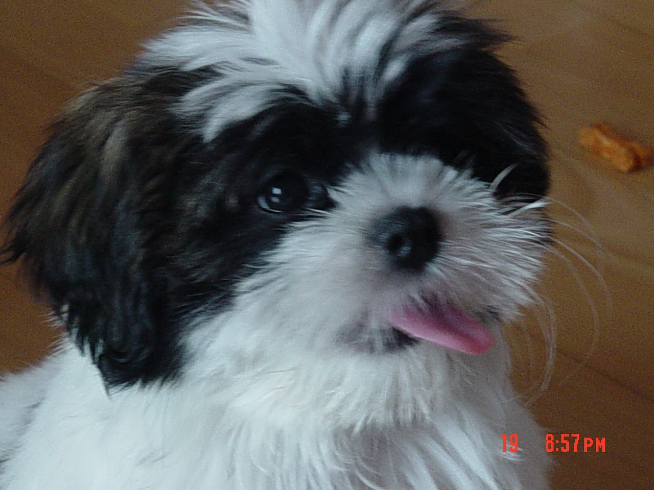 My Puppy - Pixy 3.jpg